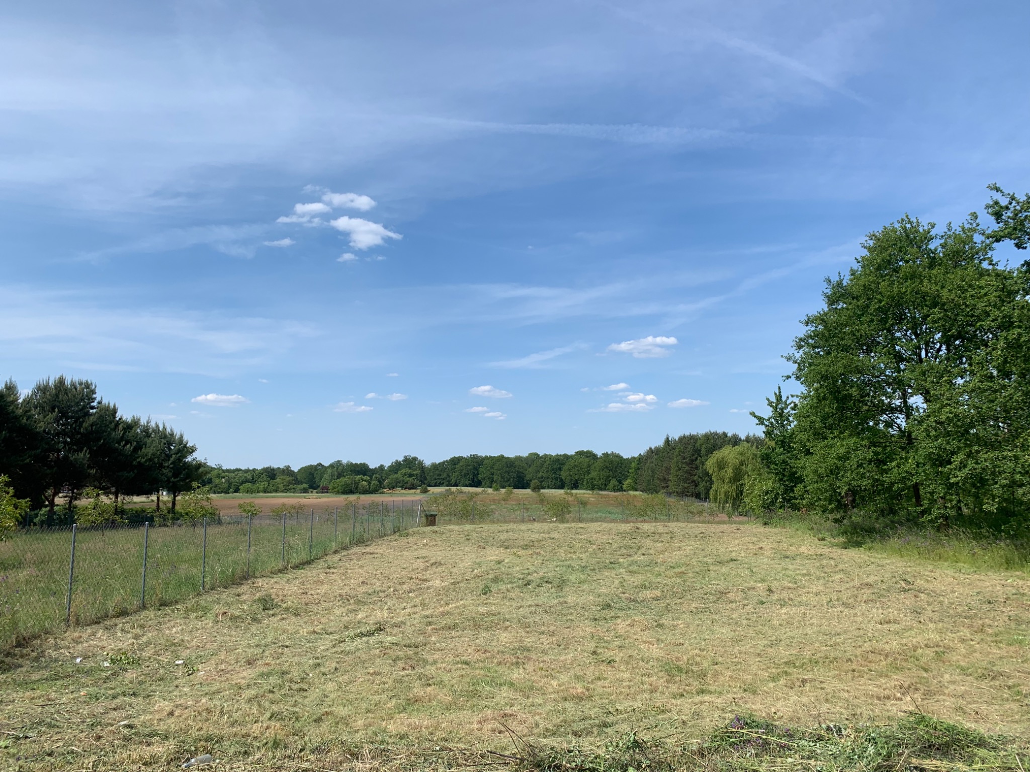 Świeżo skoszona trawa na ogrodzonym terenie z widokiem na las w tle, błękitne niebo z delikatnymi chmurami.