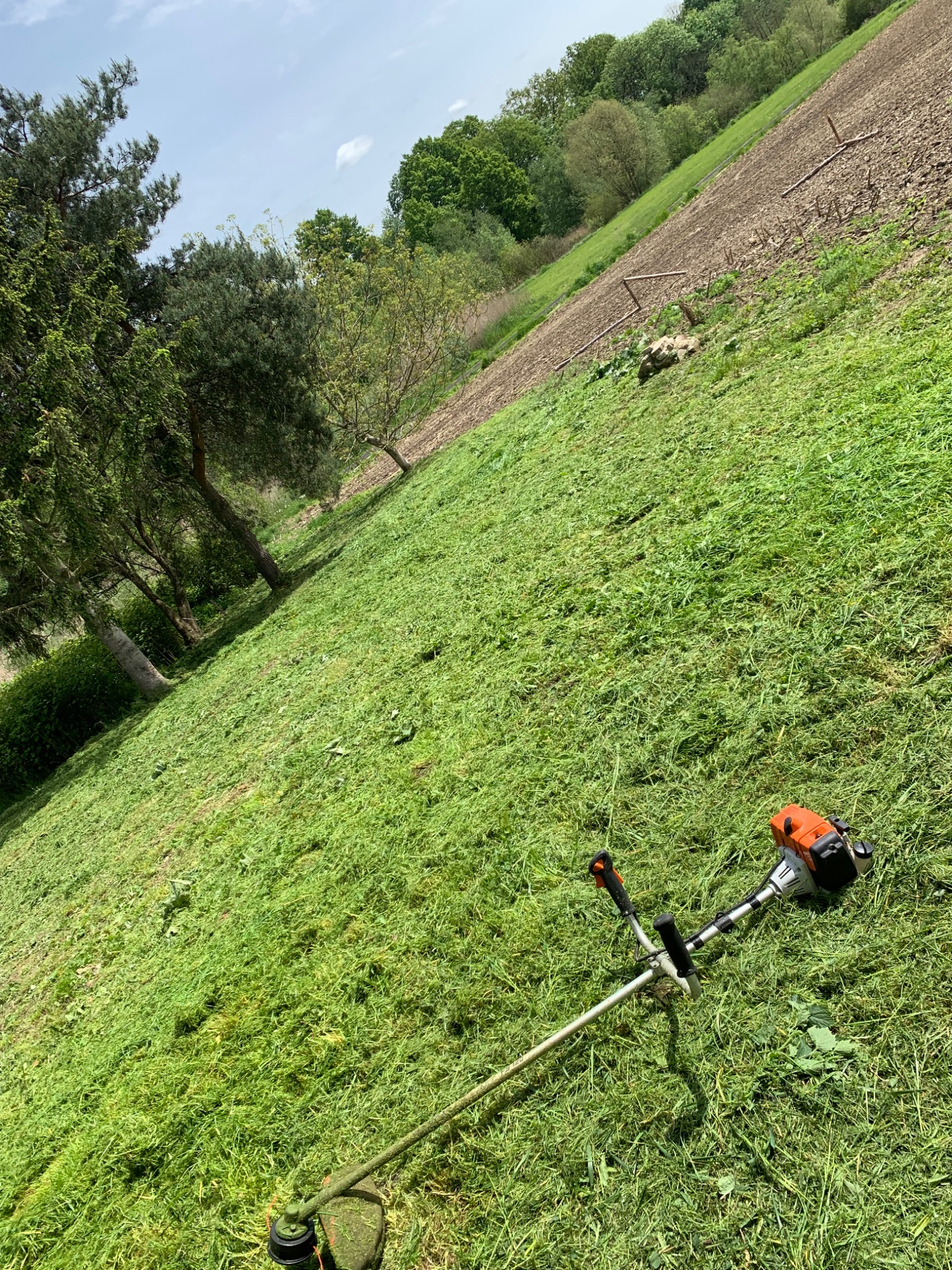 Skośny widok na trawnik po przycięciu, z leżącą kosiarką spalinową i widocznymi śladami cięcia, w tle drzewa i pole uprawne.