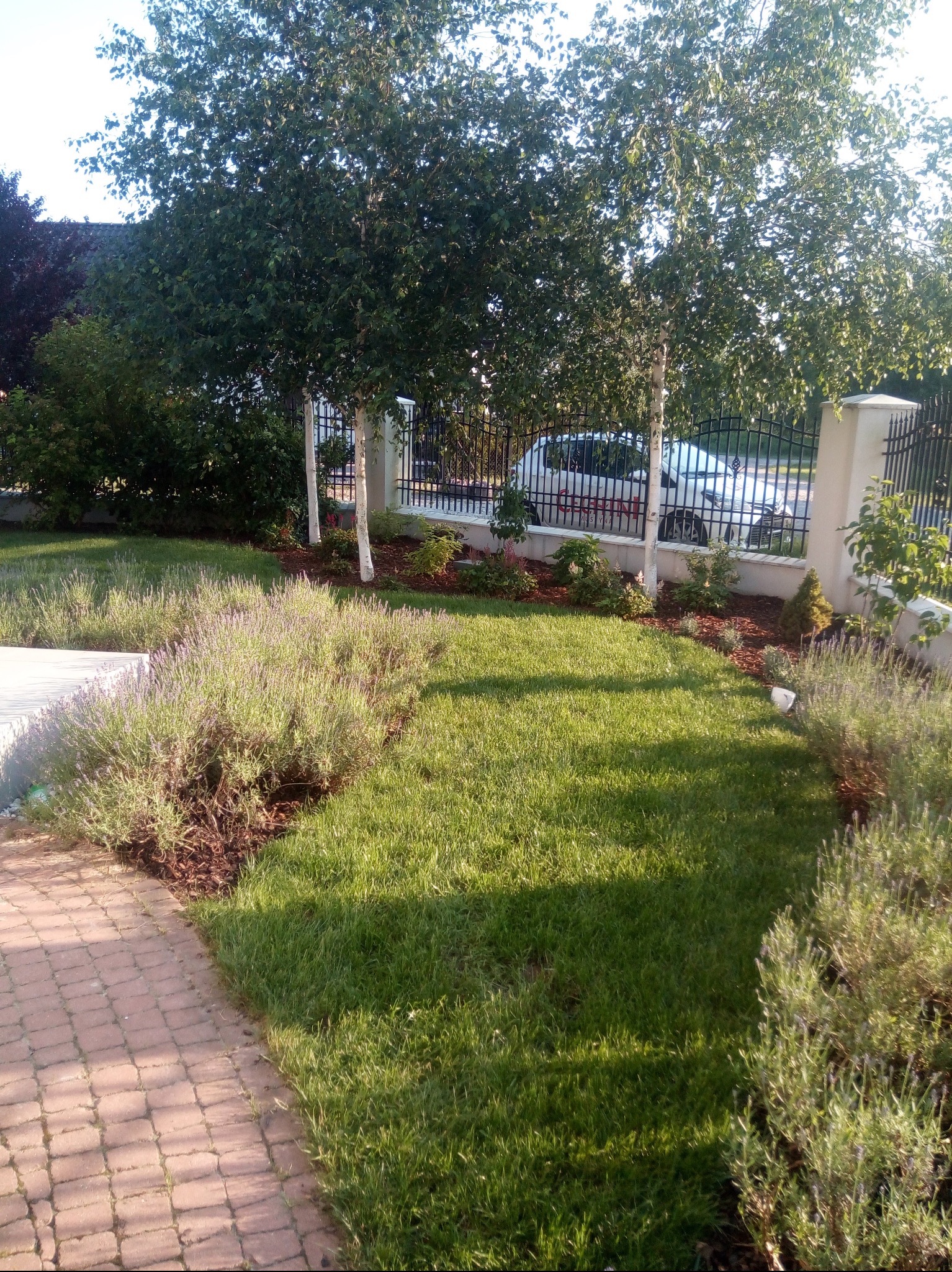 Utrzymany trawnik z rabatami lawendy i młodymi brzozami za czarnym metalowym ogrodzeniem, na tle zaparkowany biały samochód.