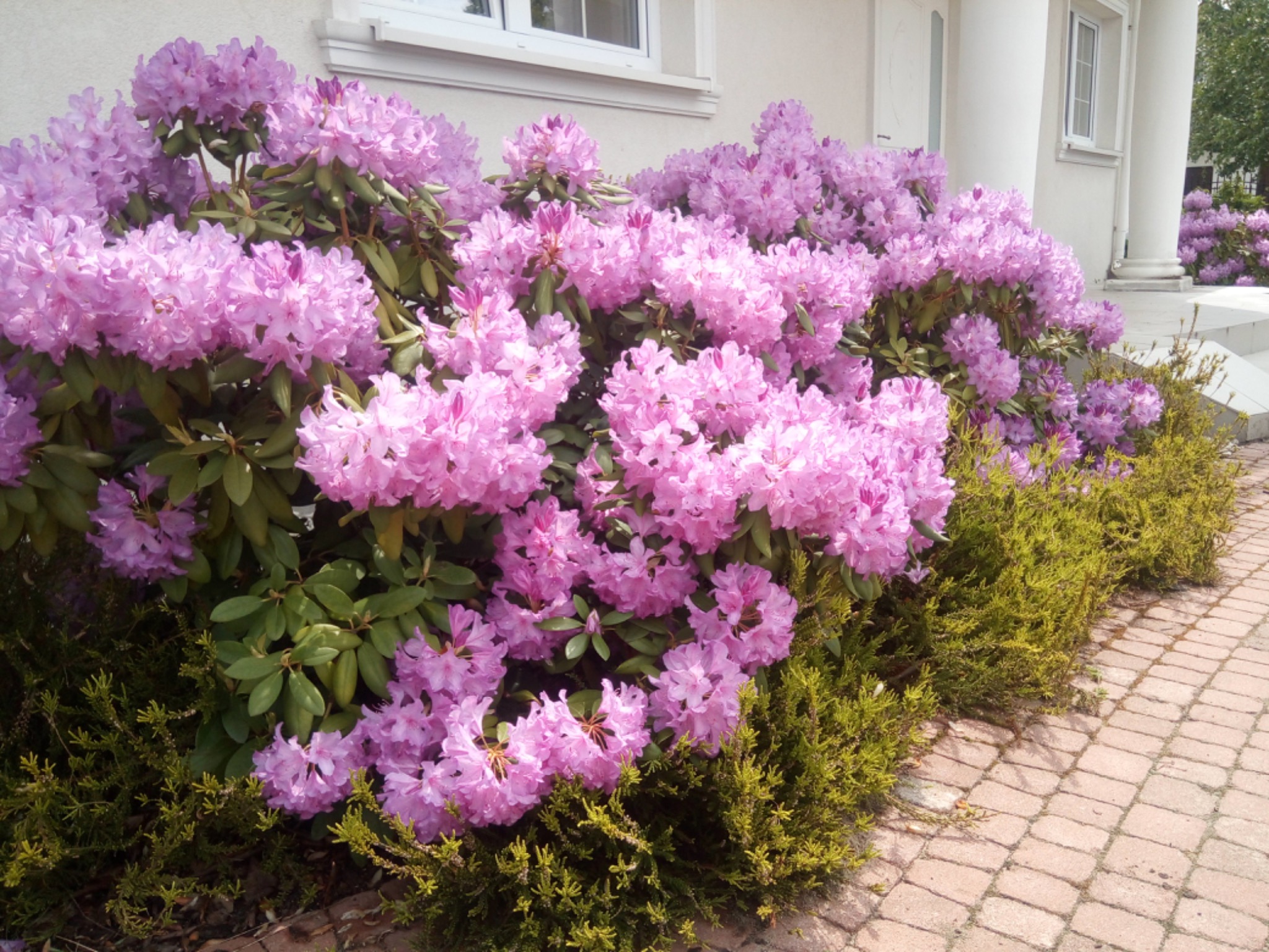 Kwitnące rododendrony w odcieniach różu, posadzone wzdłuż ścieżki z kostki brukowej, na tle białej elewacji budynku z kolumnami.