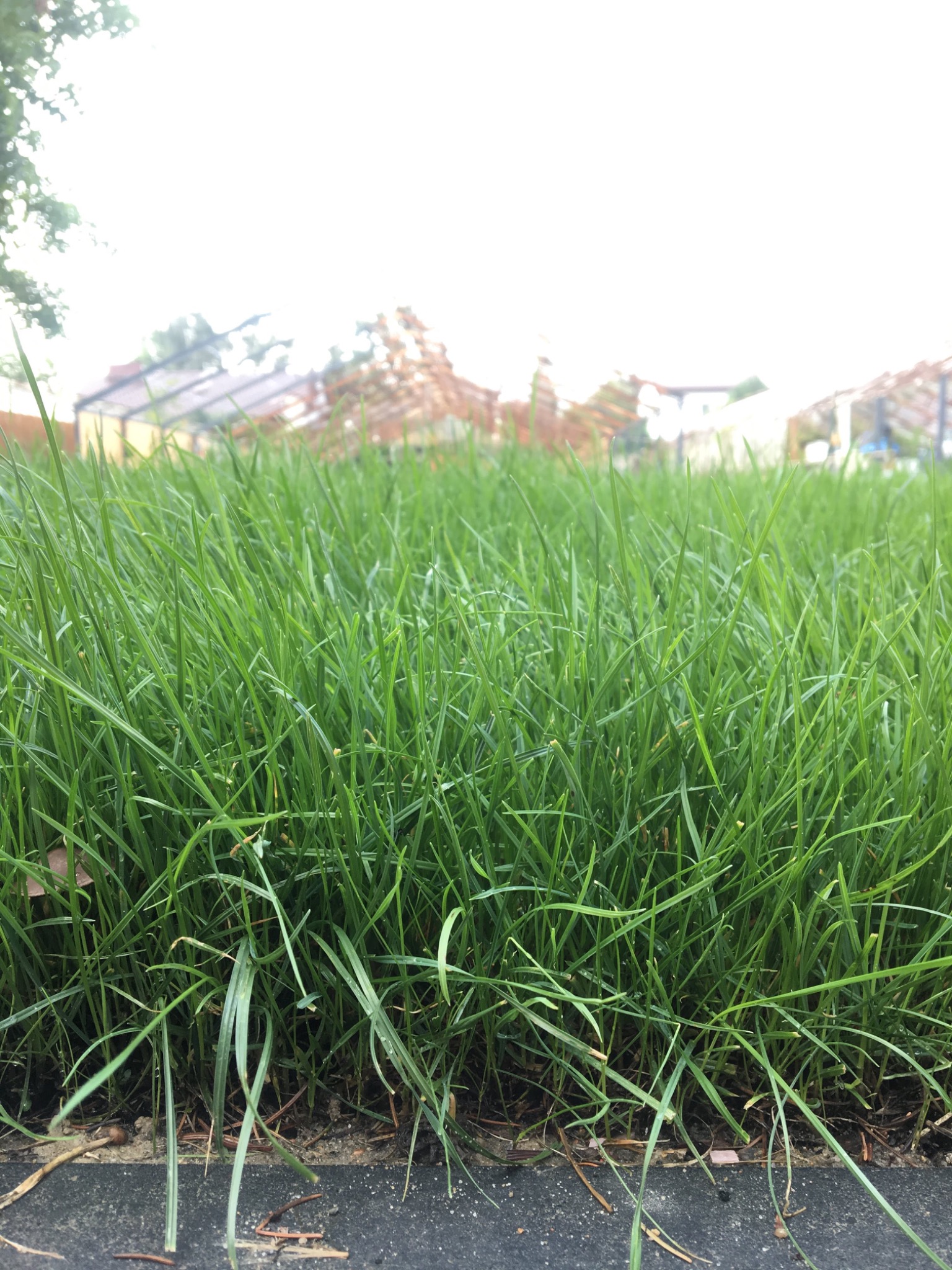 Gęsta, soczysta trawa z rolki, świeżo rozłożona, widoczna krawędź trawnika przy chodniku, w tle zabudowania.