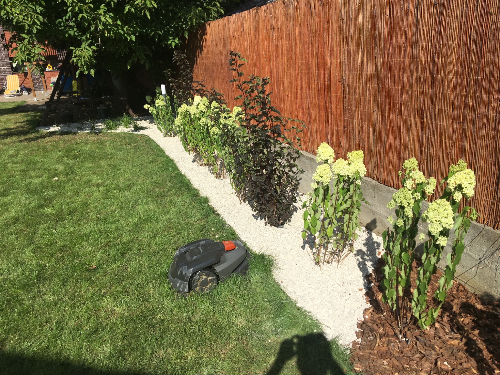 Automatyczna kosiarka na trawie obok rabaty z białego żwiru i kwitnących hortensji, brązowy płot z wikliny w tle.