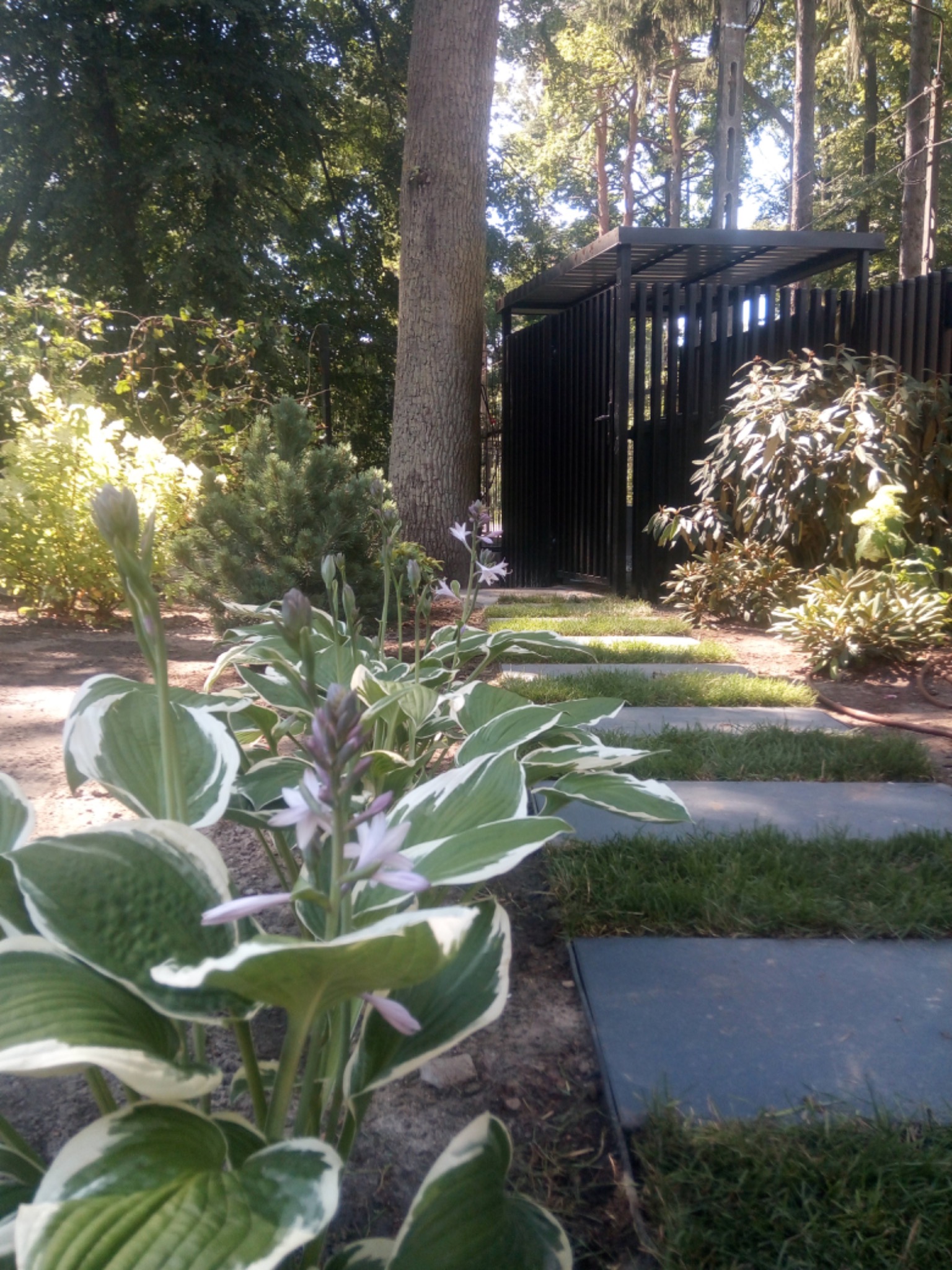 Ogród z wytyczoną ścieżką z płyt chodnikowych, obrośniętą trawą, prowadzącą do nowoczesnej, czarnej altany na tle drzew i zieleni, z hostami na pierwszym planie.