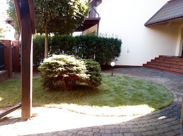 Świeżo ułożony trawnik z rolki przed domem, widoczna kostka brukowa, krzewy ozdobne i schody wejściowe.