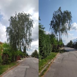 Pielęgnacja drzewa przy ulicy