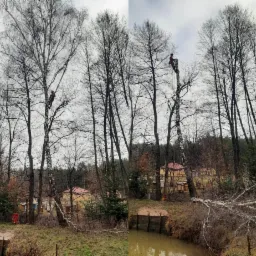 Wycinka brzozy między stawem a płotem