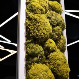 Rośliny i podłoża Szczecin 4