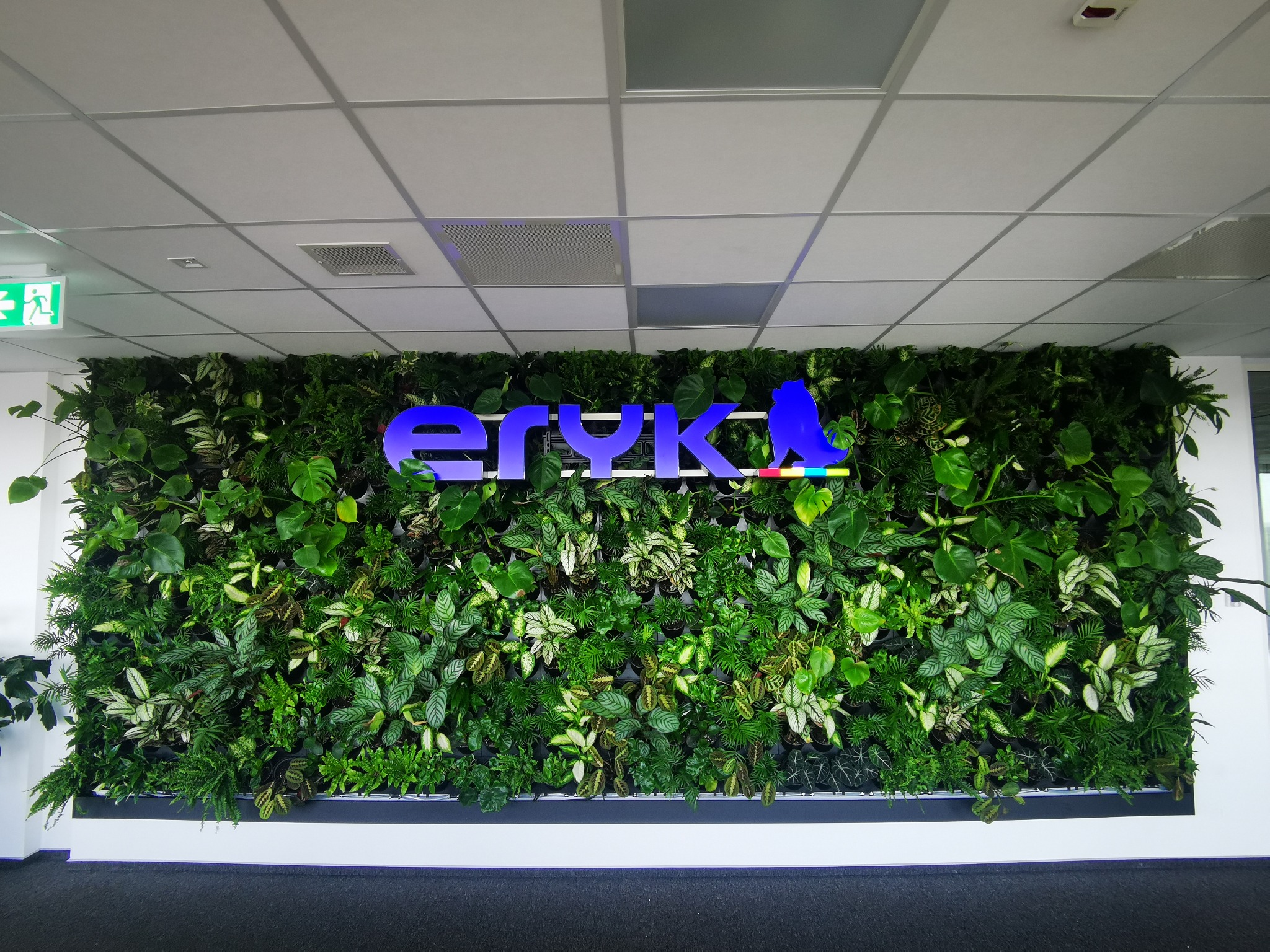 Wertykalny ogród z różnorodnych roślin w biurze podświetlony logo firmy 'Eryk' w kolorze niebieskim.
