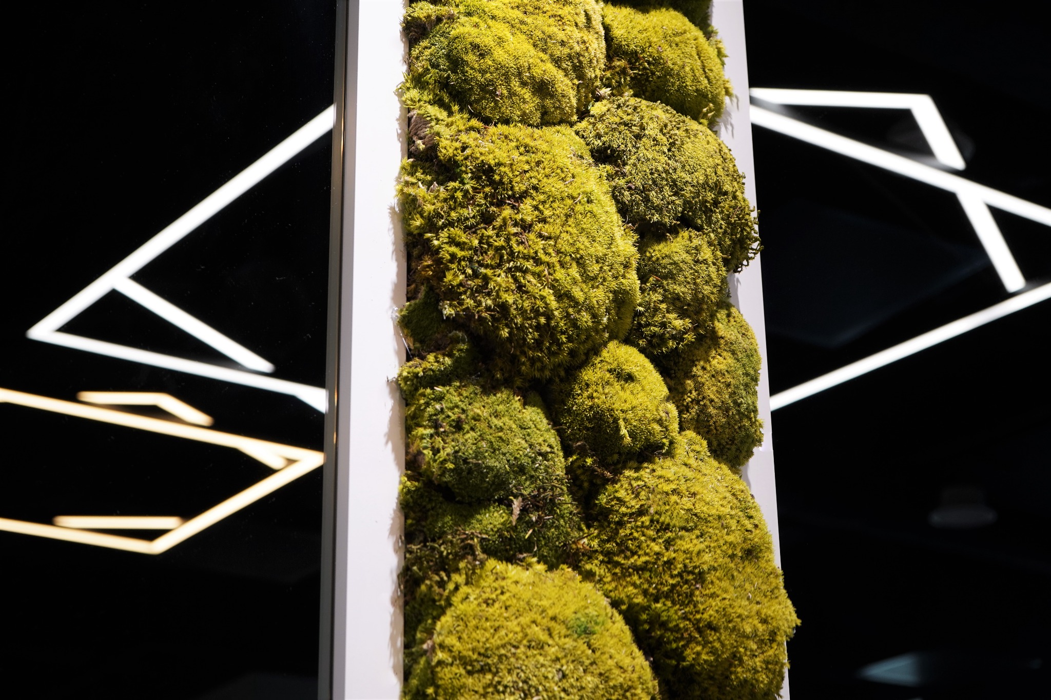 Panel dekoracyjny z mchu chrobotka reniferowego w białej ramie, na tle czarnej ściany z geometrycznym oświetleniem.