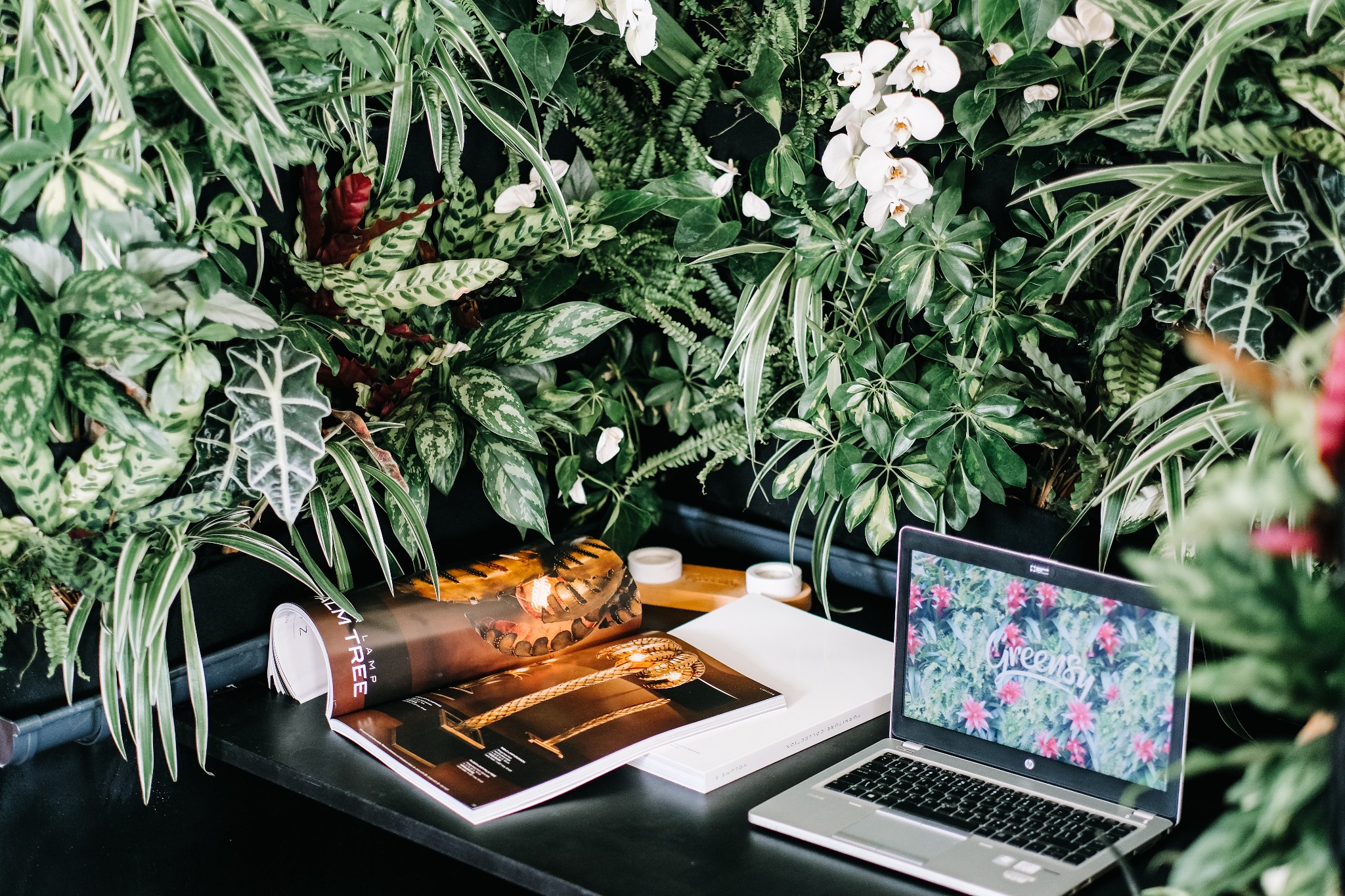 Ściana z różnorodnych roślin doniczkowych w pomieszczeniu, z laptopem wyświetlającym logo 'Greensy' i otwartym magazynem o wystroju wnętrz na biurku.