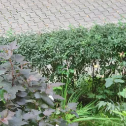 Szara kostka brukowa ułożona w zygzak, obok zielony trawnik z liśćmi i fragment białego samochodu.