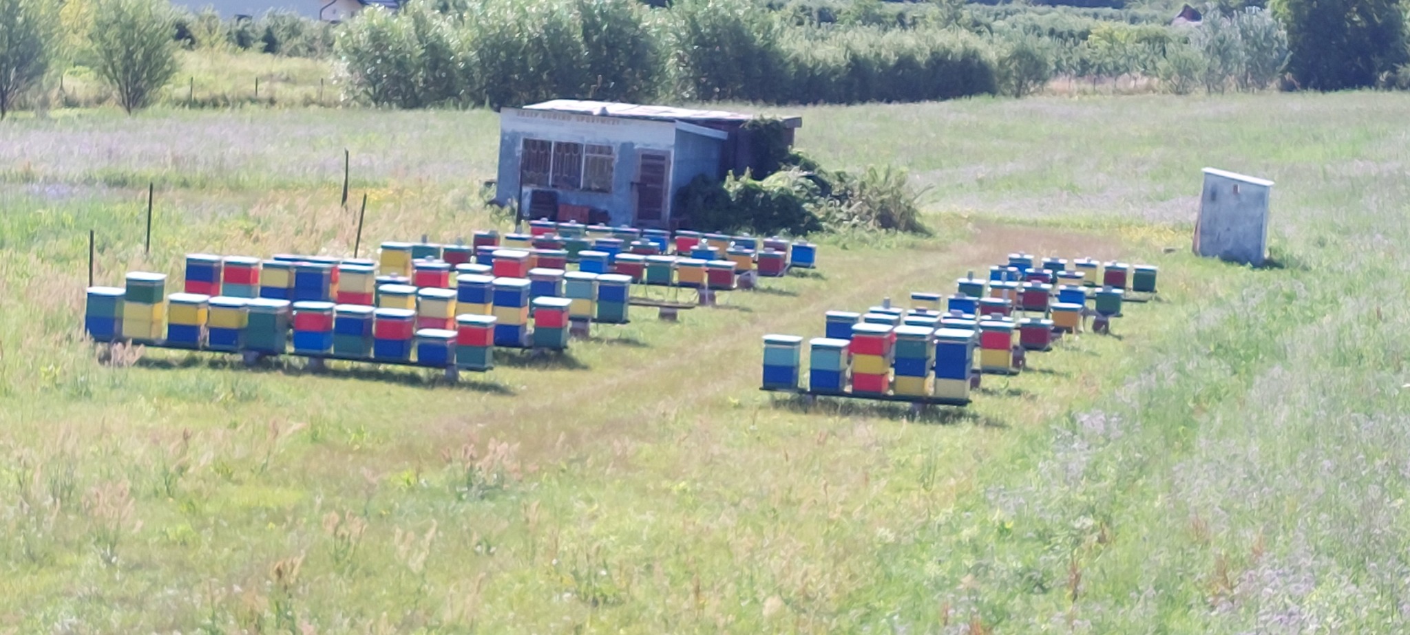 Widok z góry na pasiekę z kolorowymi ulami na łące, w tle budynek gospodarczy i zieleń.