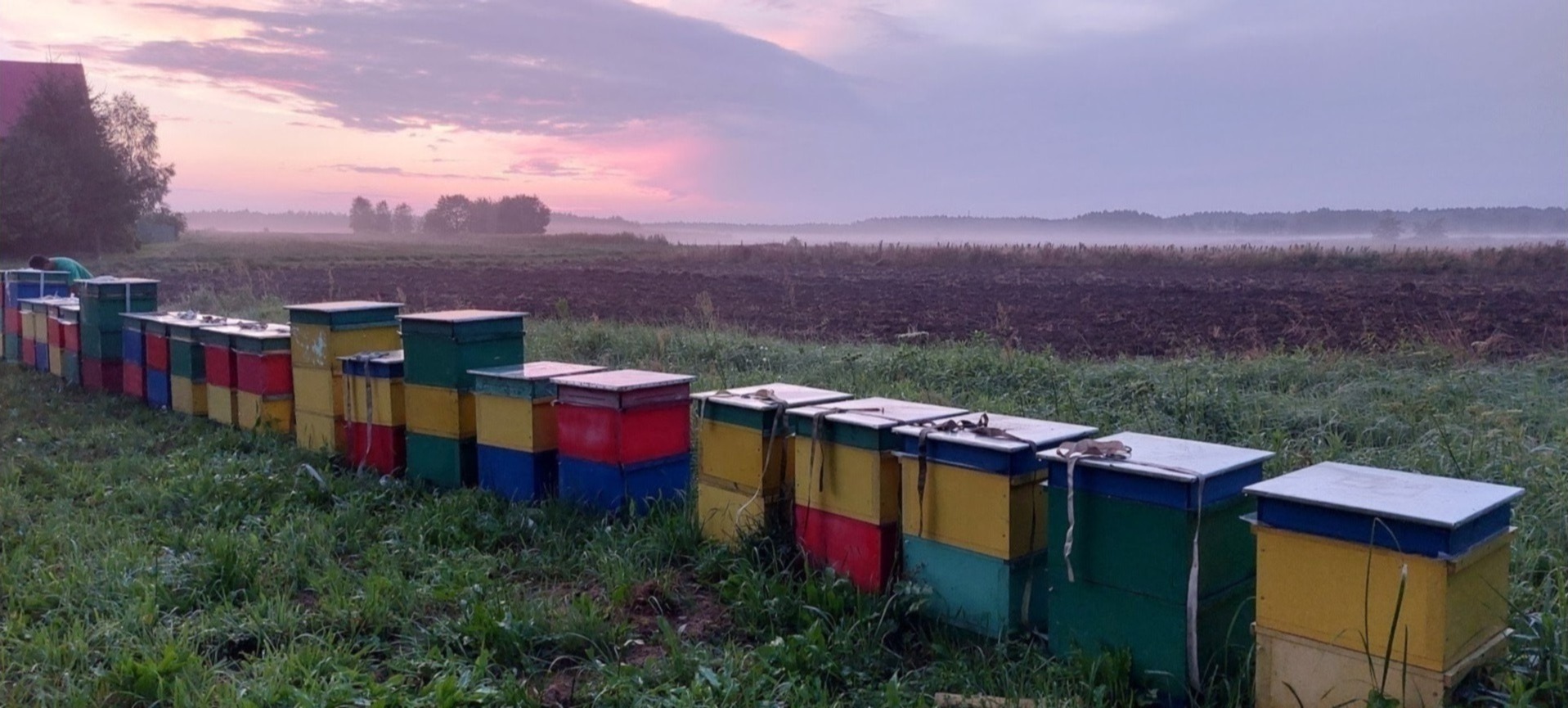 Rząd kolorowych uli na łące o świcie, w tle zaorane pole i mglista linia lasu.