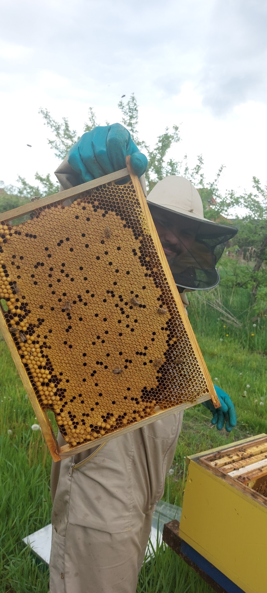 Pszczelarz w stroju ochronnym trzyma ramkę z plastrem miodu, widoczne pszczoły i komórki z zasklepionym miodem, w tle ul i zieleń.
