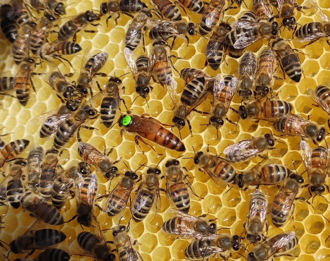 Ul z pszczołami, widoczna królowa pszczół z zielonym znacznikiem na grzbiecie, otoczona przez robotnice na plastrach miodu.