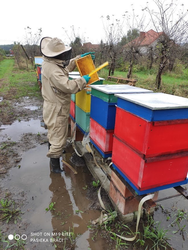 Pszczelarz w kombinezonie ochronnym, trzymający ramkę z plastrem miodu i szczotkę nad kolorowymi ulami, w tle sad i błotniste podłoże.