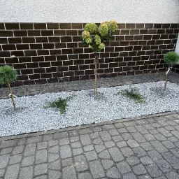 Nowo założony ogródek z dwoma kulistymi iglakami, centralnie umieszczoną hortensją na pniu, wysypany drobnym, białym żwirem, obrzeżony kostką brukową, z brązowym murem w tle.