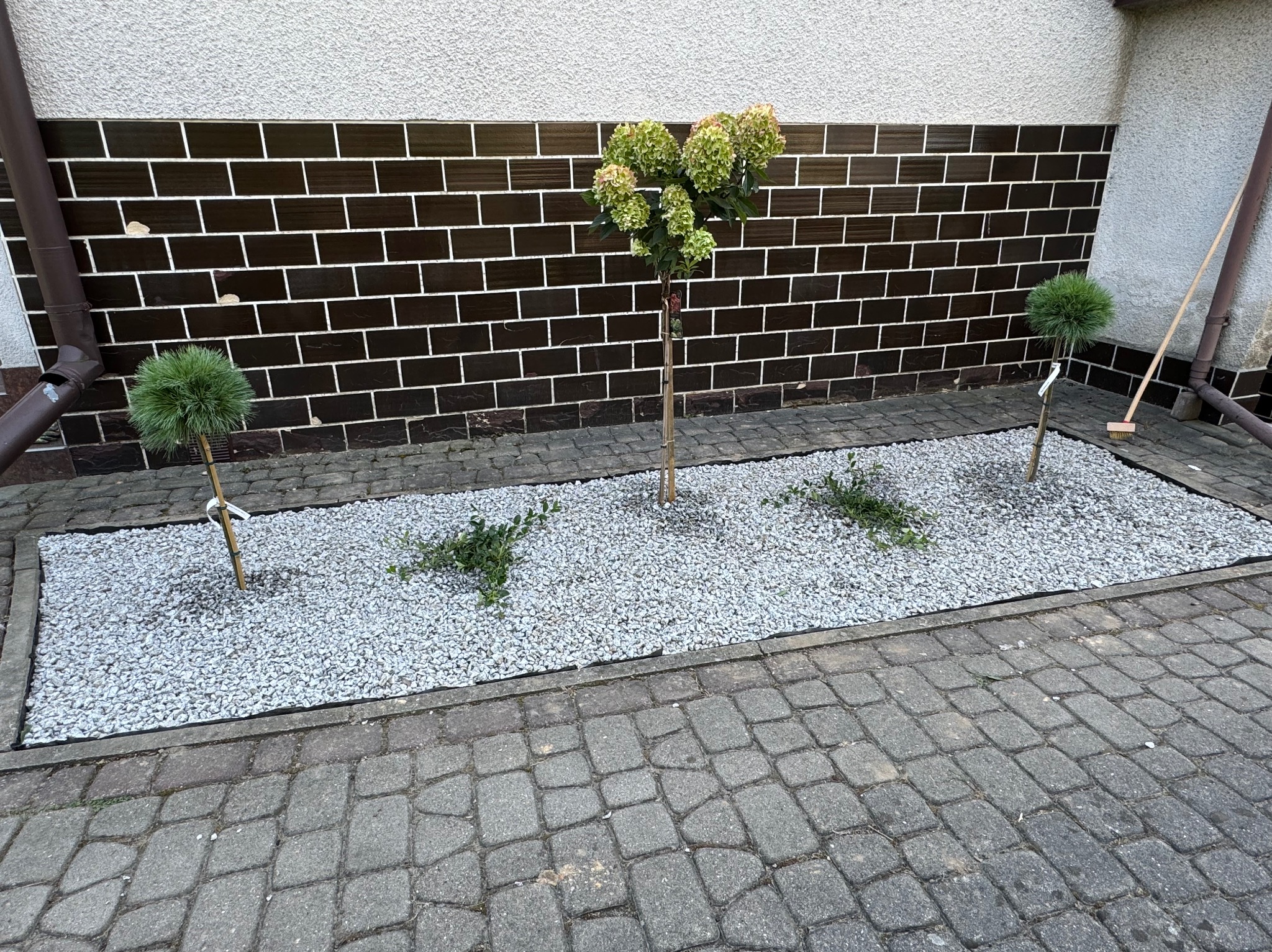 Nowo założony ogródek z dwoma kulistymi iglakami, centralnie umieszczoną hortensją na pniu, wysypany drobnym, białym żwirem, obrzeżony kostką brukową, z brązowym murem w tle.