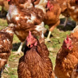 Jajka wiejskie od kurek z wolnego wybiegu. Zapraszam!!!