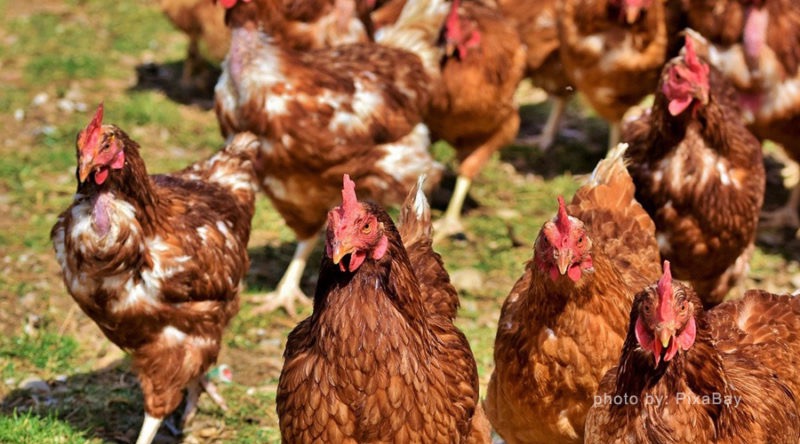 Jajka wiejskie od kurek z wolnego wybiegu. Zapraszam!!!