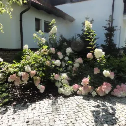 Kwitnące hortensje w odcieniach bieli i delikatnego różu przed nowoczesnym domem z jasną elewacją i brukowanym podjazdem, oświetlone popołudniowym słońcem.