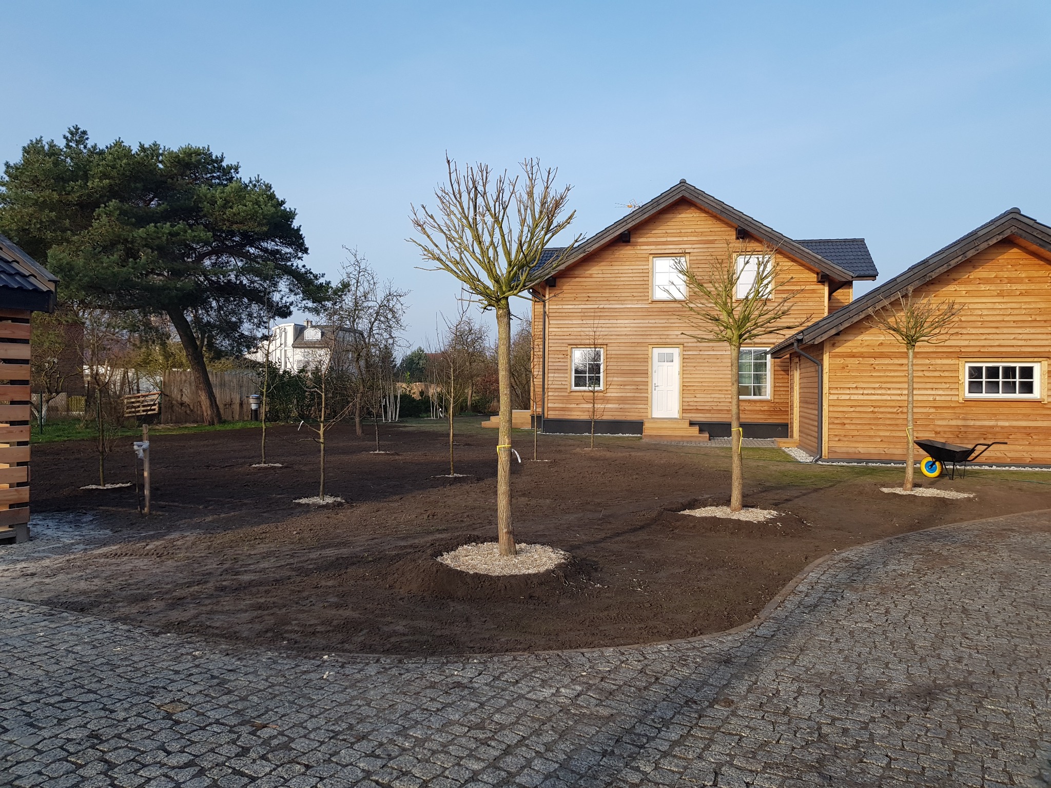 Nowo założony ogród z młodymi drzewkami otoczonymi korą, na tle drewnianego domu i brukowanej ścieżki.