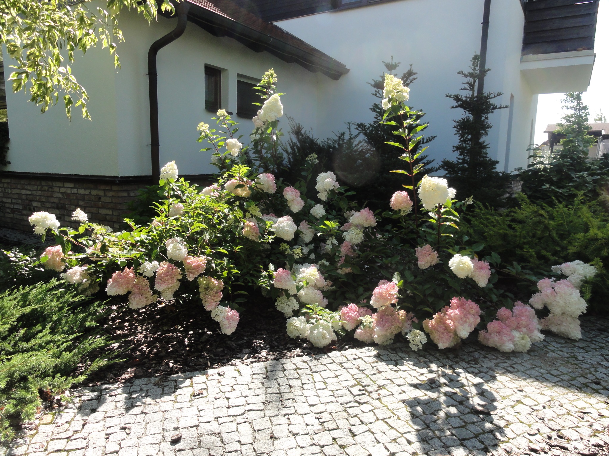 Kwitnące hortensje w odcieniach bieli i delikatnego różu przed nowoczesnym domem z jasną elewacją i brukowanym podjazdem, oświetlone popołudniowym słońcem.