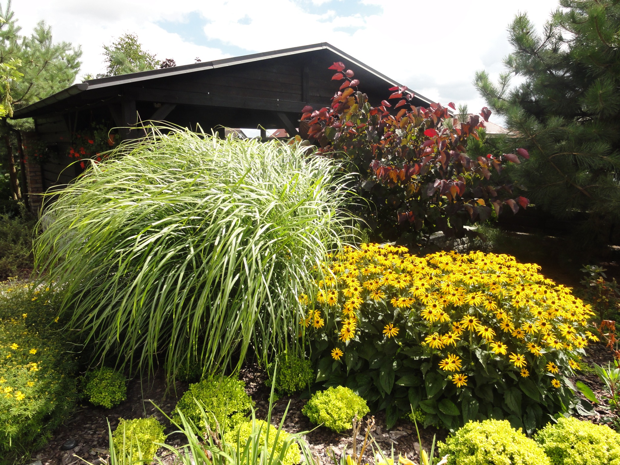 Kępa trawy ozdobnej, żółte rudbekie i kuliste krzewy na tle drewnianej altany i drzew iglastych.
