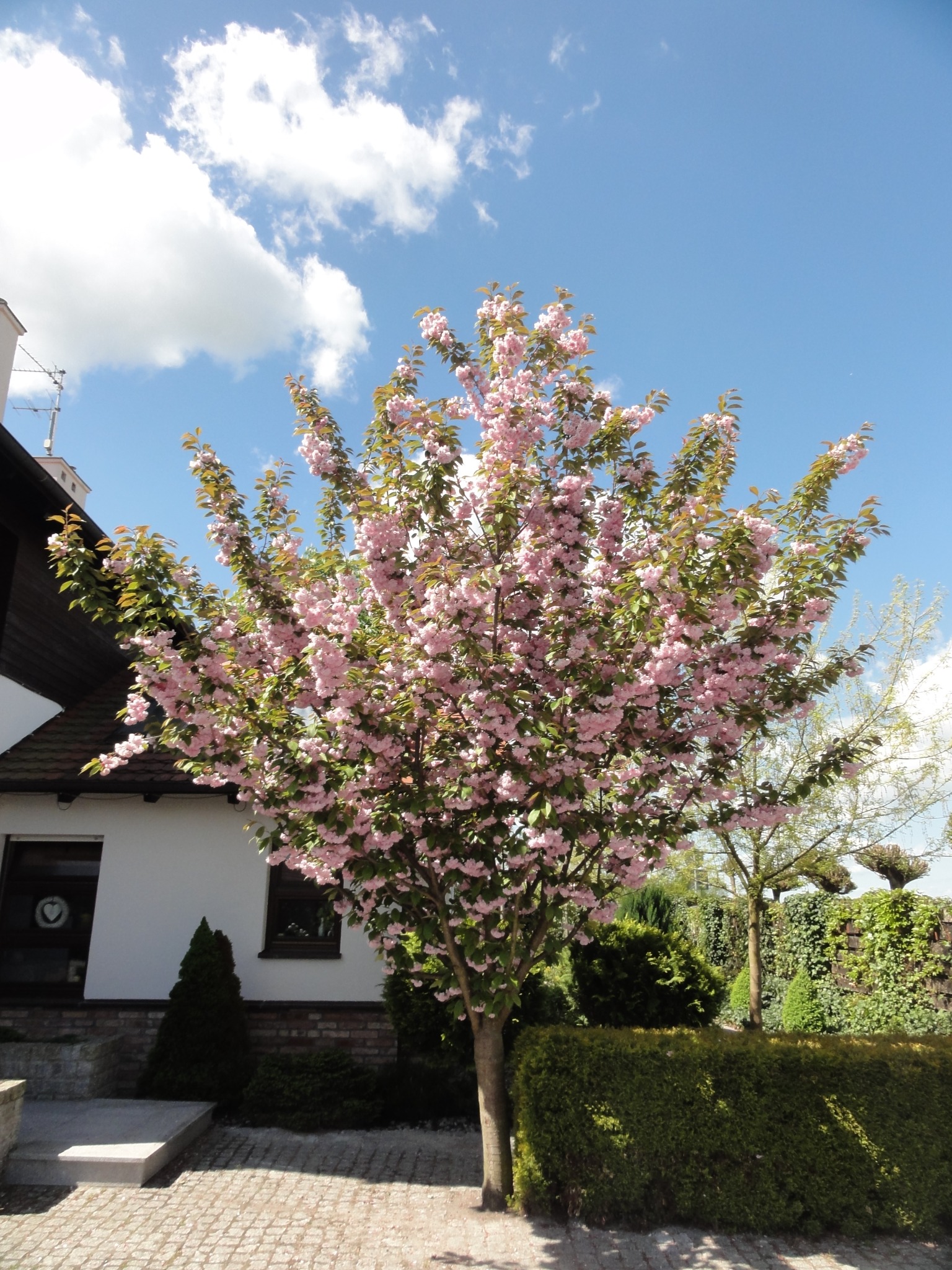 Kwitnąca wiśnia ozdobna o różowych kwiatach na tle błękitnego nieba i domu z białymi ścianami, widoczny równo przycięty żywopłot i kostka brukowa.