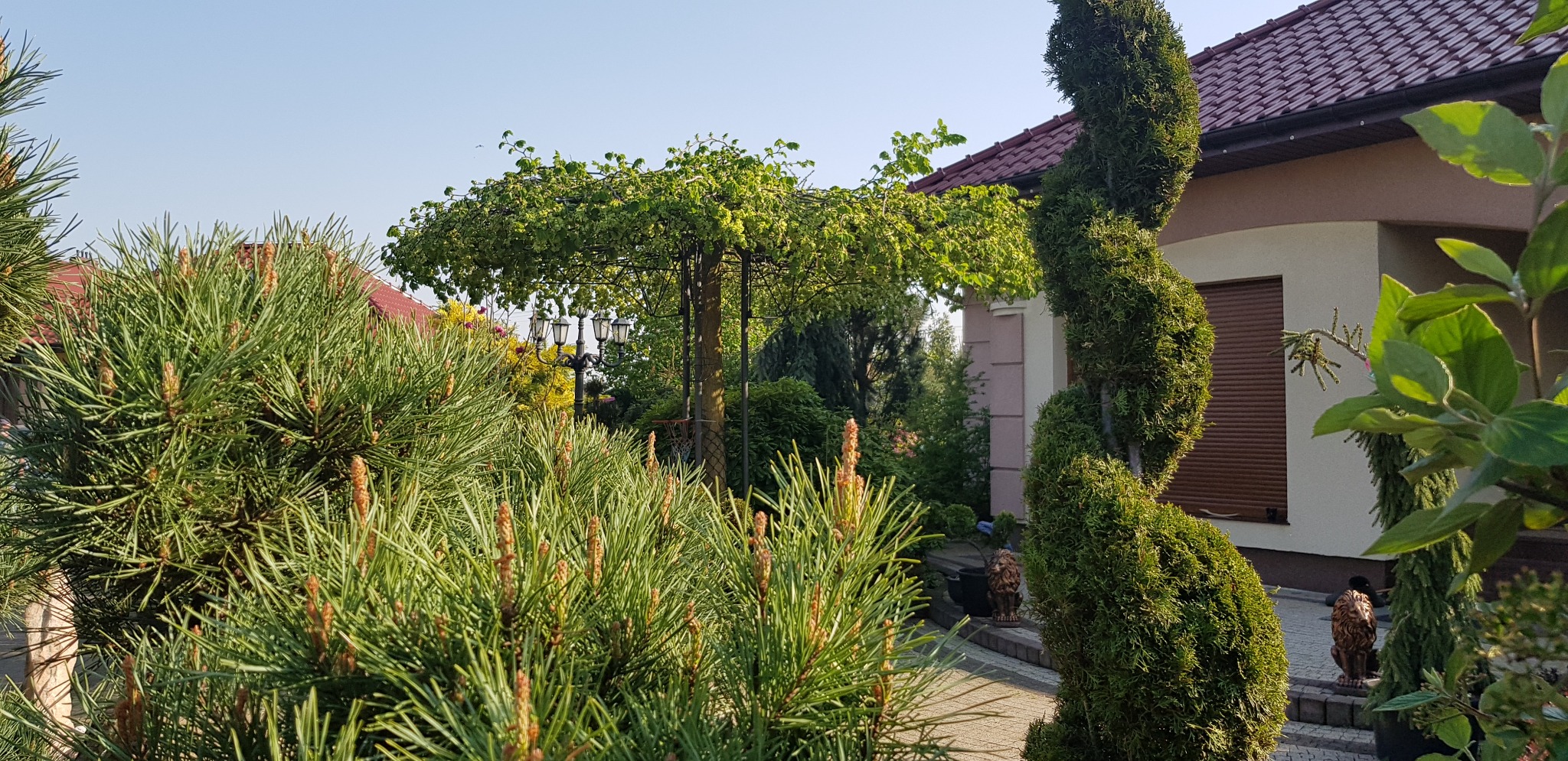 Uformowany spiralnie krzew iglasty obok domu z brązowymi roletami, w tle zielony ogród z drzewem formowanym w parasol
