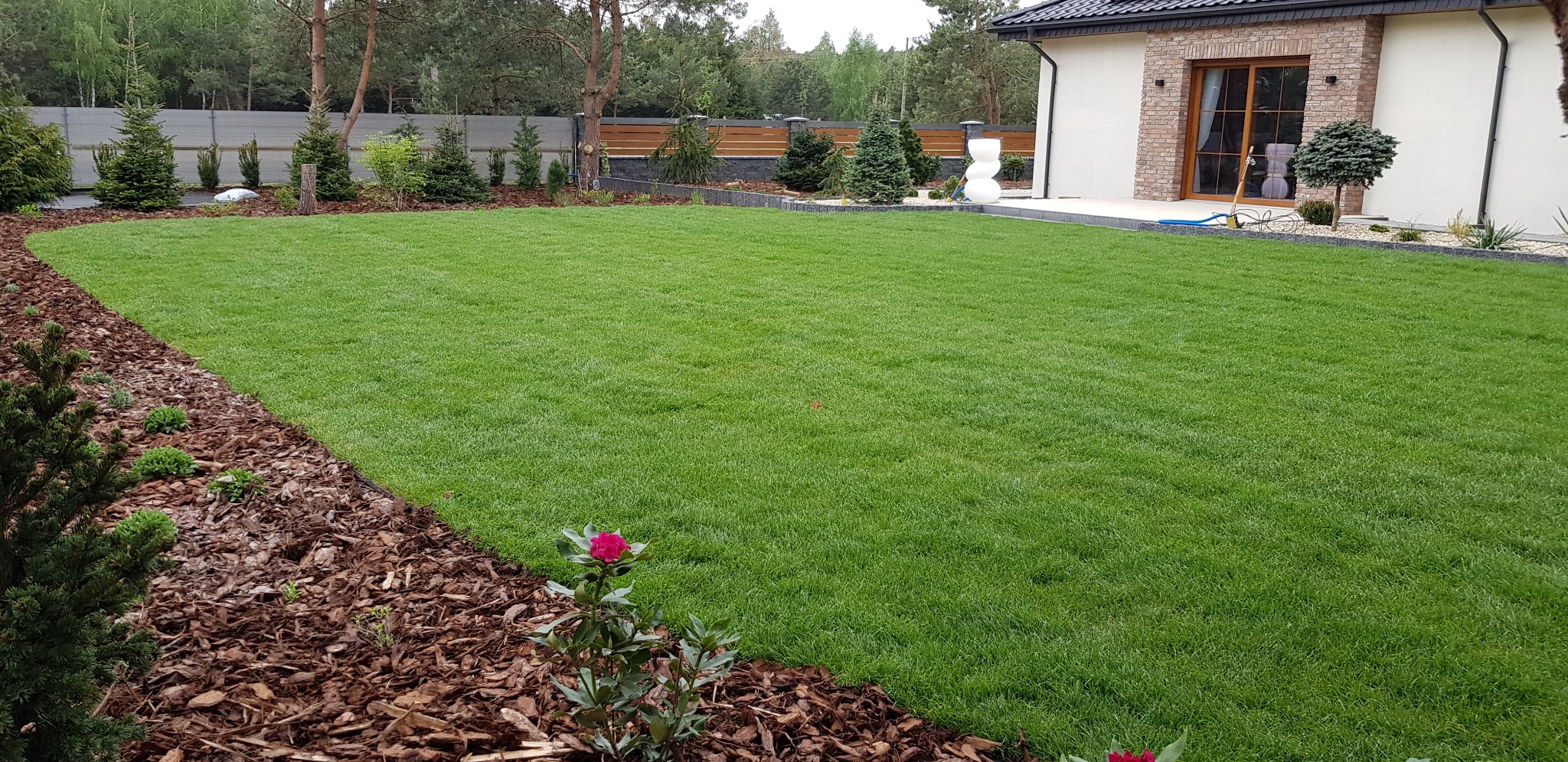 Perfekcyjnie utrzymany trawnik w Poznaniu, obrzeża z kory, młode drzewka iglaste i krzewy, nowoczesny dom z ceglaną elewacją w tle.