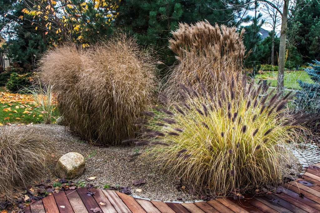 Kompozycja z ozdobnych traw w jesiennym ogrodzie, z drewnianym podestem i kamiennym akcentem, na tle drzew i opadłych liści.