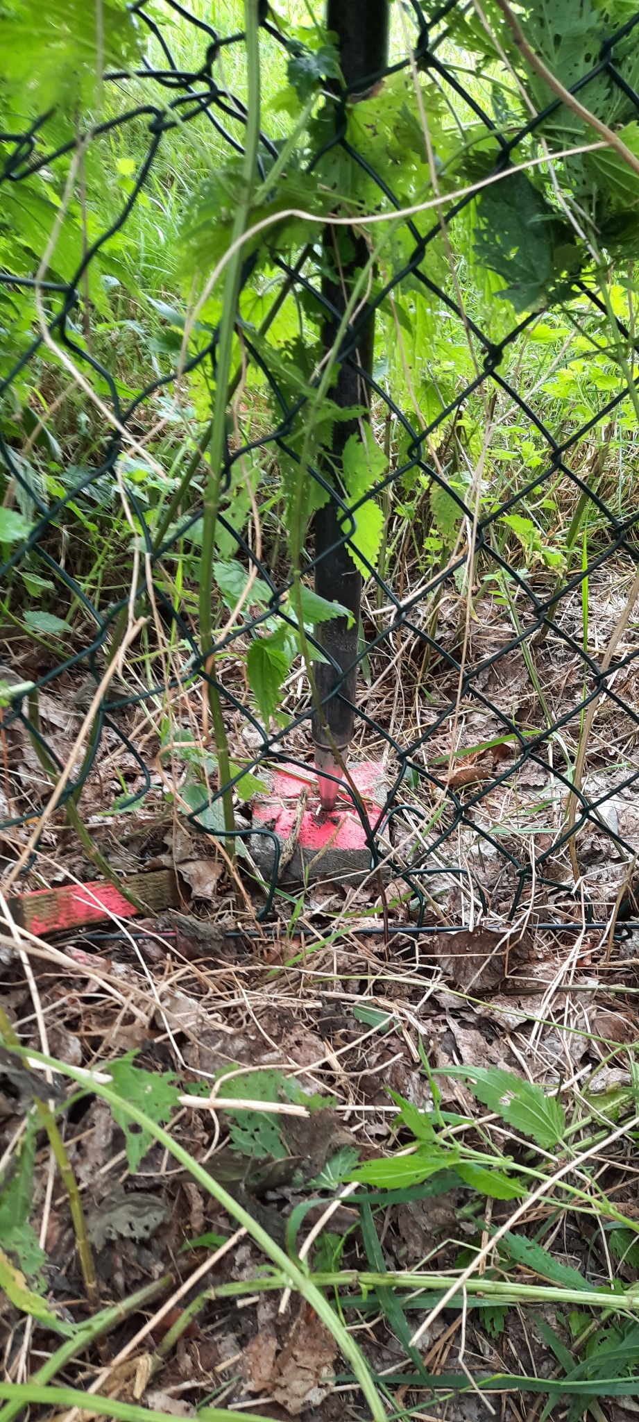 Metalowy słupek ogrodzeniowy z siatką, oznaczony czerwoną farbą, w zaroślach.
