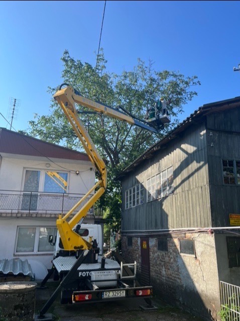 Żółty podnośnik koszowy z pracownikiem w koszu, przycinającym gałęzie drzewa w pobliżu domu z szarą, drewnianą elewacją.
