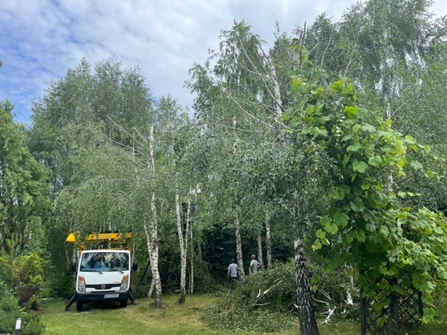 Prace związane z wycinką drzew: biały samochód z podnośnikiem na tle drzew, w tle widoczni pracownicy porządkujący teren.