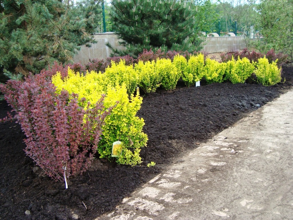 Świeżo posadzone krzewy berberysu w trzech kolorach: bordowym, żółtym i zielonym, wzdłuż ścieżki, z widoczną etykietą na jednym z krzewów.