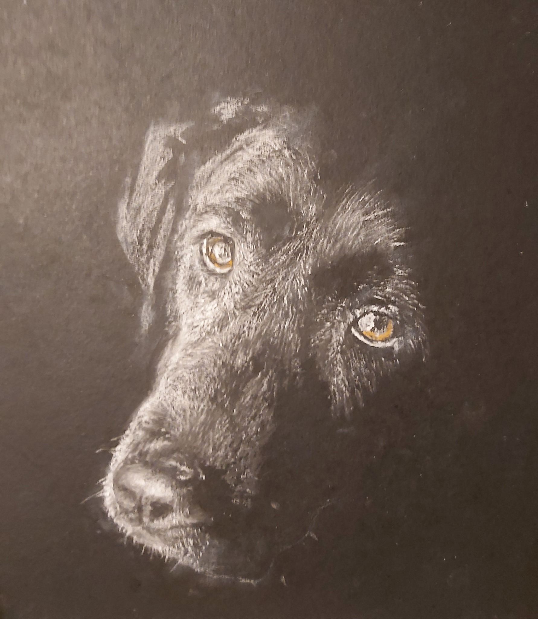 Portret psa rasy labrador w technice rysunku pastelami, z wyrazistymi, złotymi oczami na ciemnym tle.
