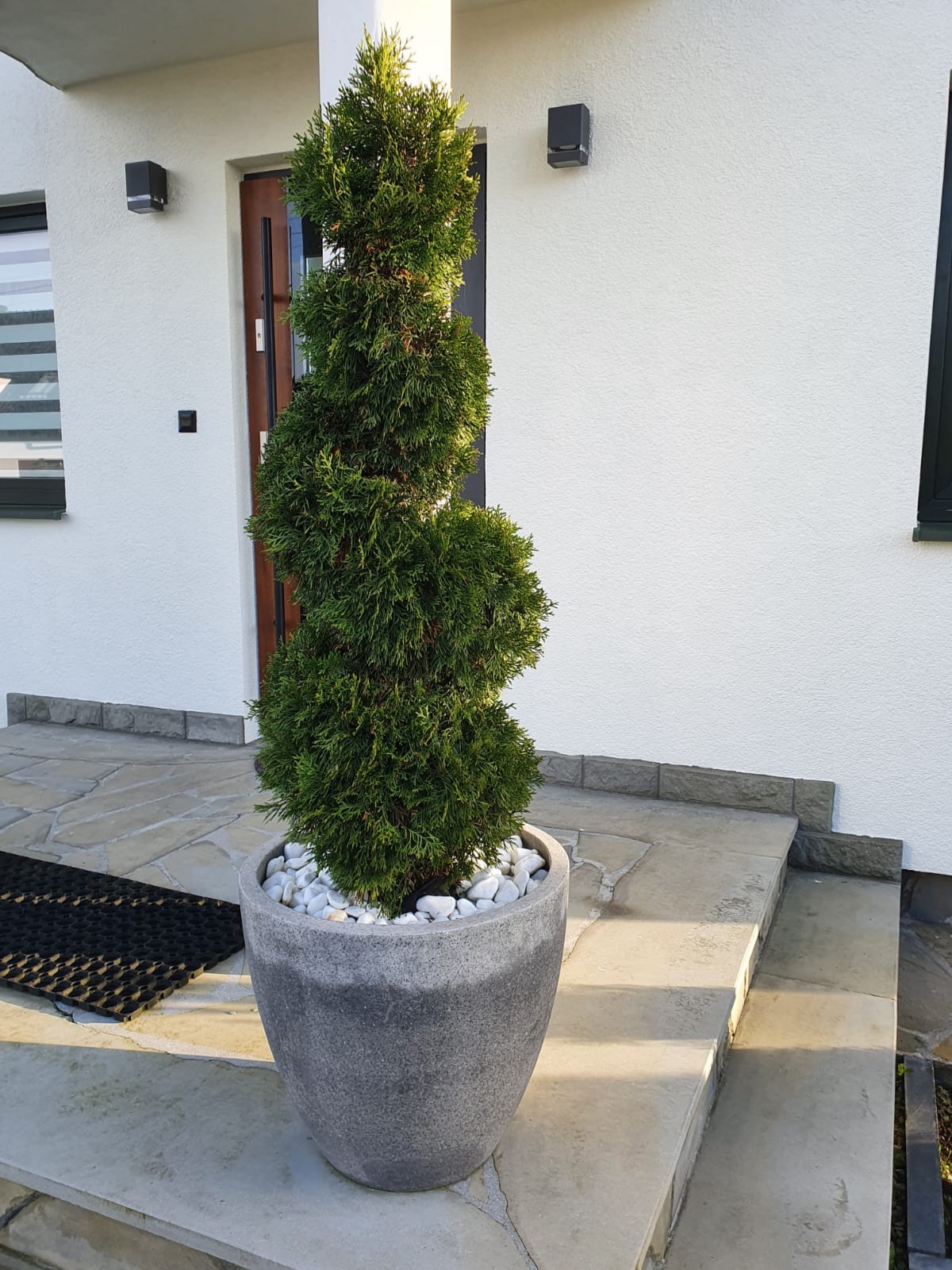 Spiralnie formowany iglak w szarej donicy z białymi kamieniami, ustawiony na stopniach przed wejściem do domu z białą elewacją.