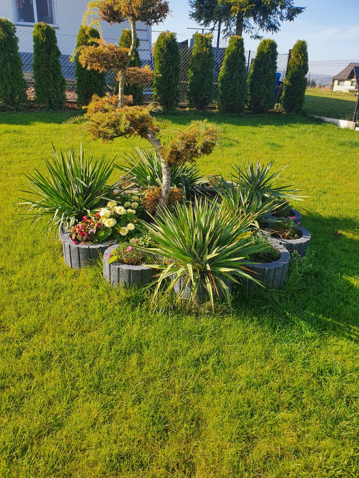 Starannie utrzymany ogród z ozdobnym drzewem formowanym w kaskady, otoczonym rabatą z juk i kwiatów w betonowych obrzeżach, na tle idealnie przystrzyżonego trawnika i szpaleru tuj.