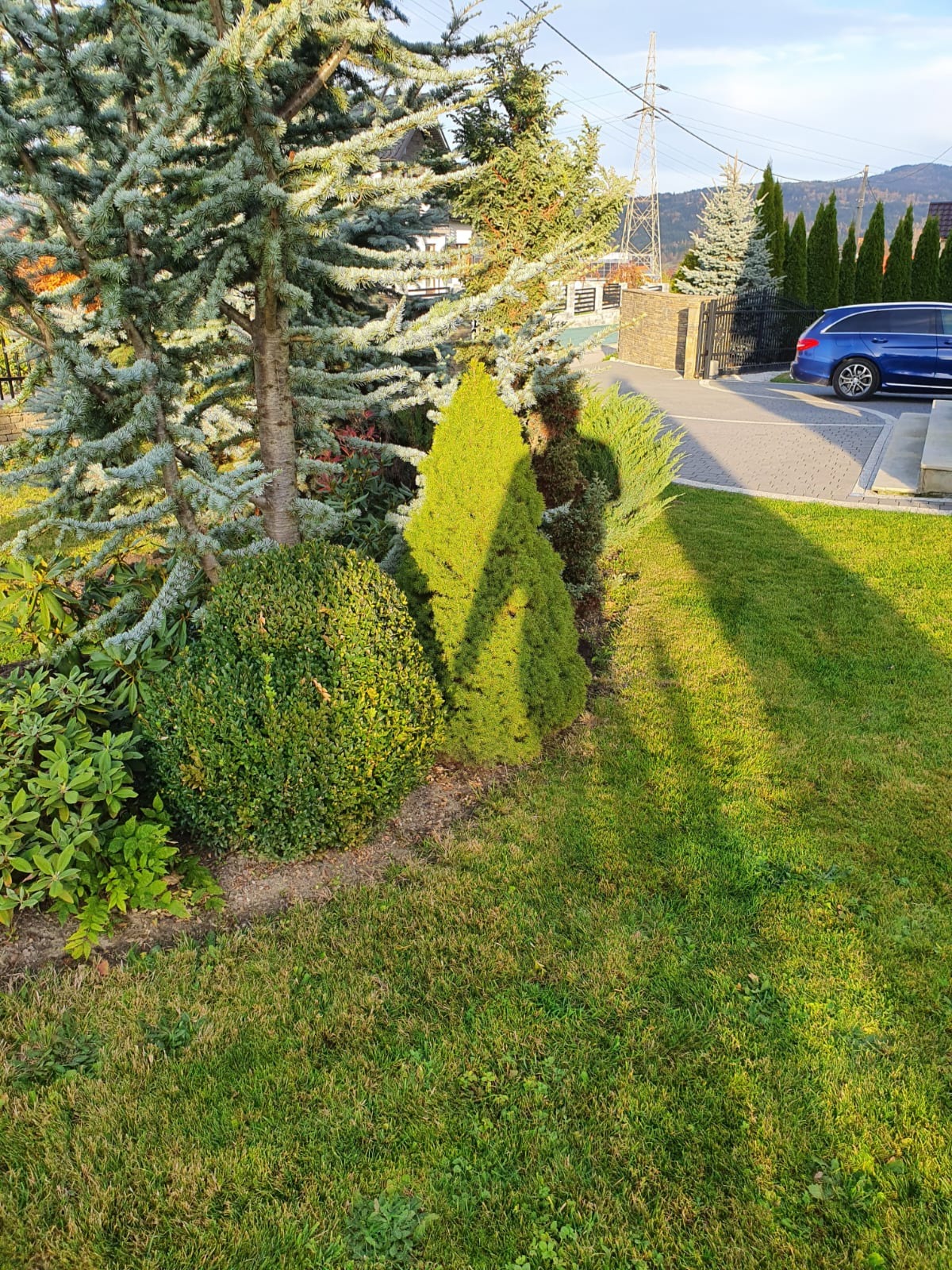Ogród z różnorodną roślinnością: srebrzyste świerki, formowane krzewy, stożkowe iglaki, trawnik w promieniach popołudniowego słońca, w tle błękitne kombi.