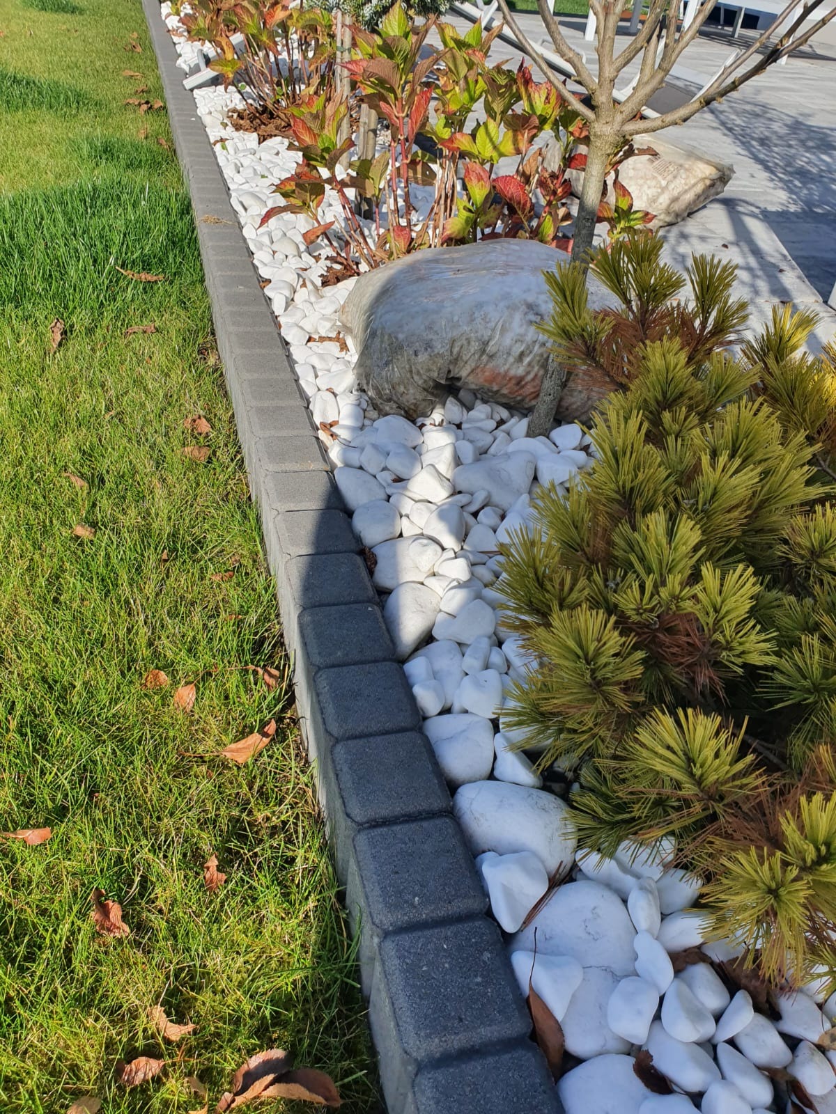 Rabata oddzielona szarą kostką brukową, wypełniona białymi kamieniami, z nasadzeniami krzewów i małego drzewka.