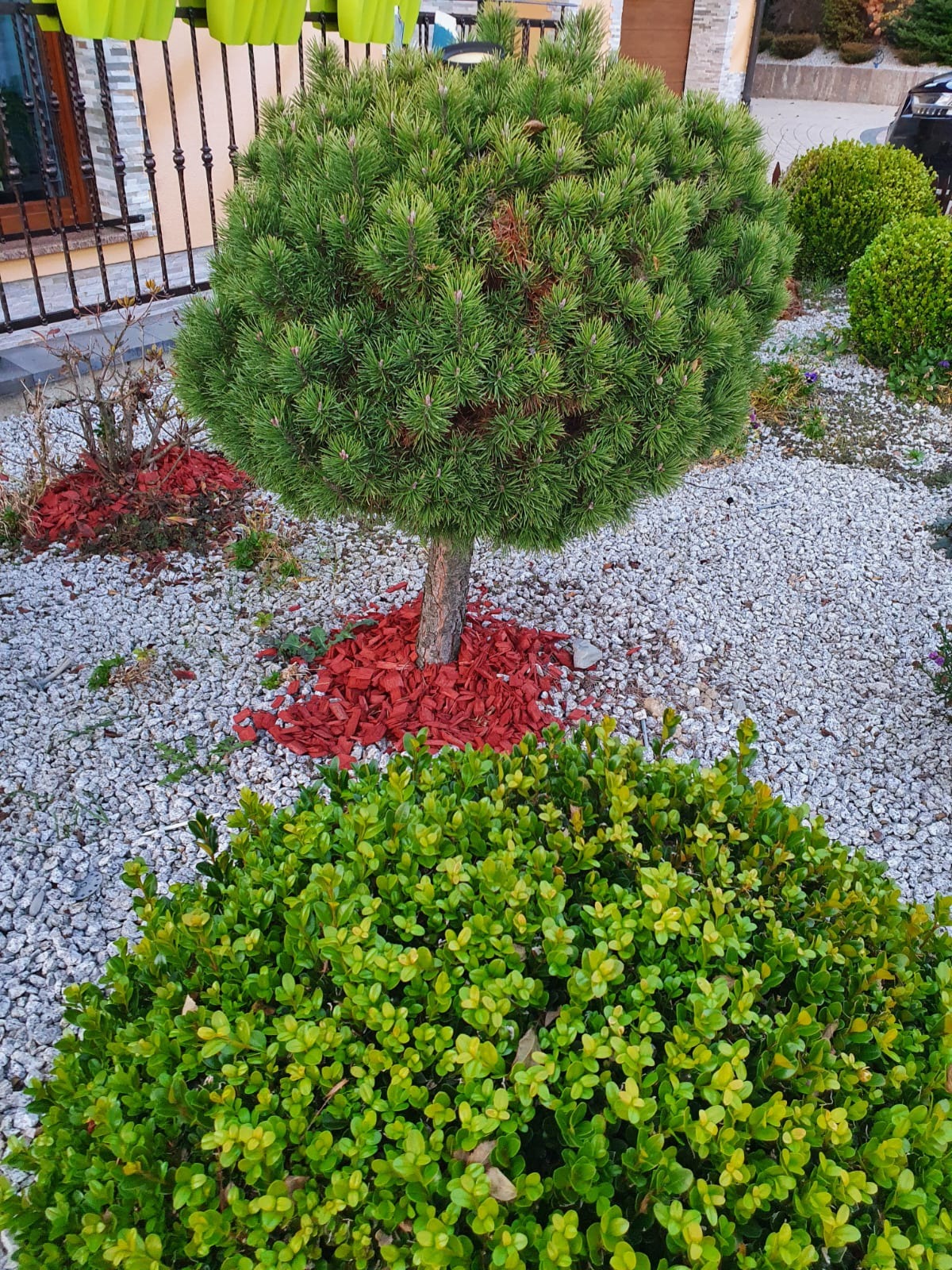 Okrągła sosna szczepiona na pniu otoczona czerwoną korą, na tle białego żwiru i kulistych krzewów bukszpanu w ogrodzie.