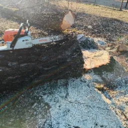 Ścięty pień drzewa z piłą spalinową Stihl na wierzchu, otoczony wiórami, z widocznym tęczowym odbiciem światła.