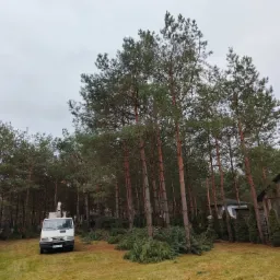 Biały samochód z podnośnikiem koszowym na tle wysokich sosen, z odciętymi gałęziami leżącymi na trawie, w tle widoczny drewniany budynek.