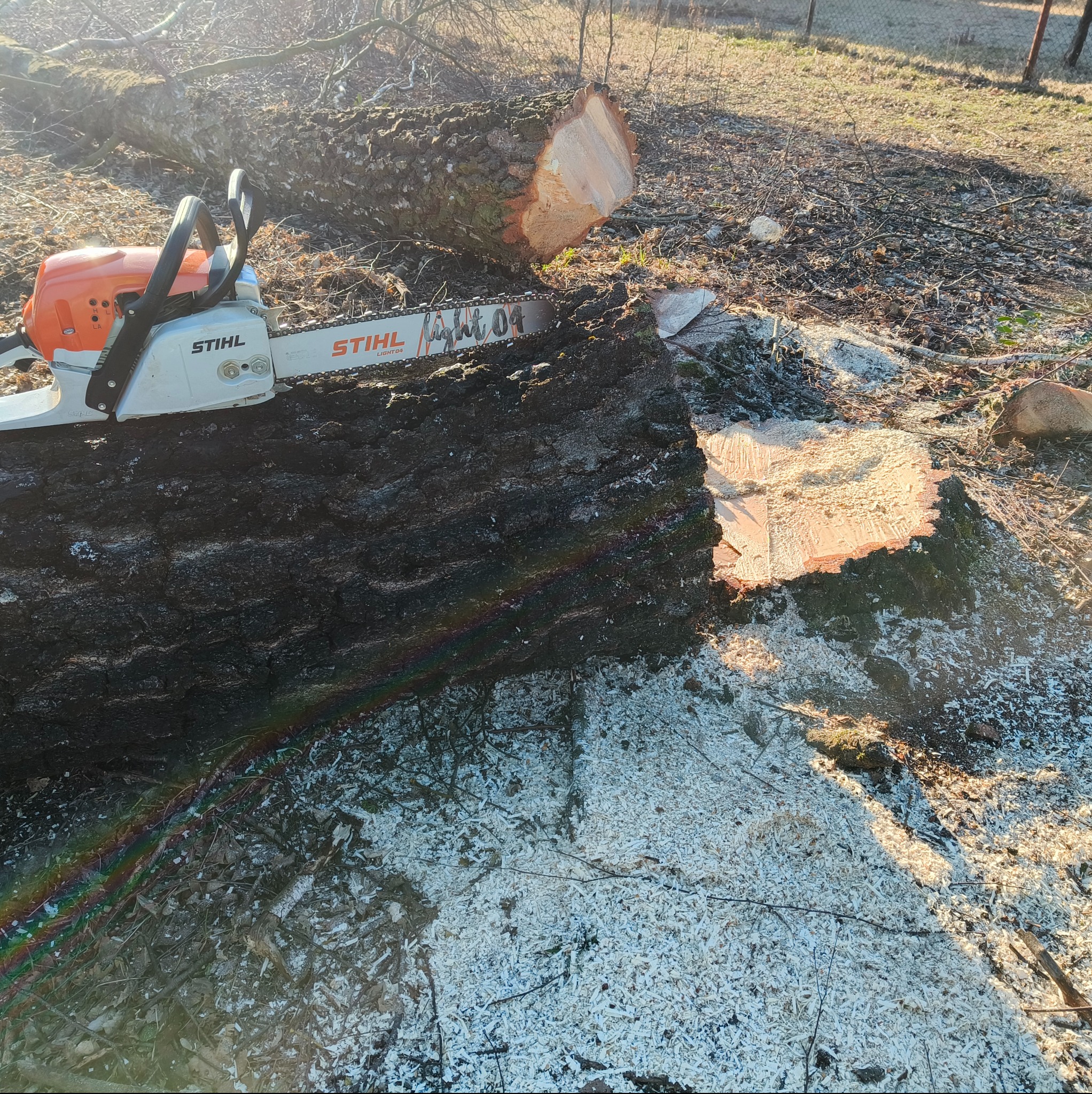 Ścięty pień drzewa z piłą spalinową Stihl na wierzchu, otoczony wiórami, z widocznym tęczowym odbiciem światła.