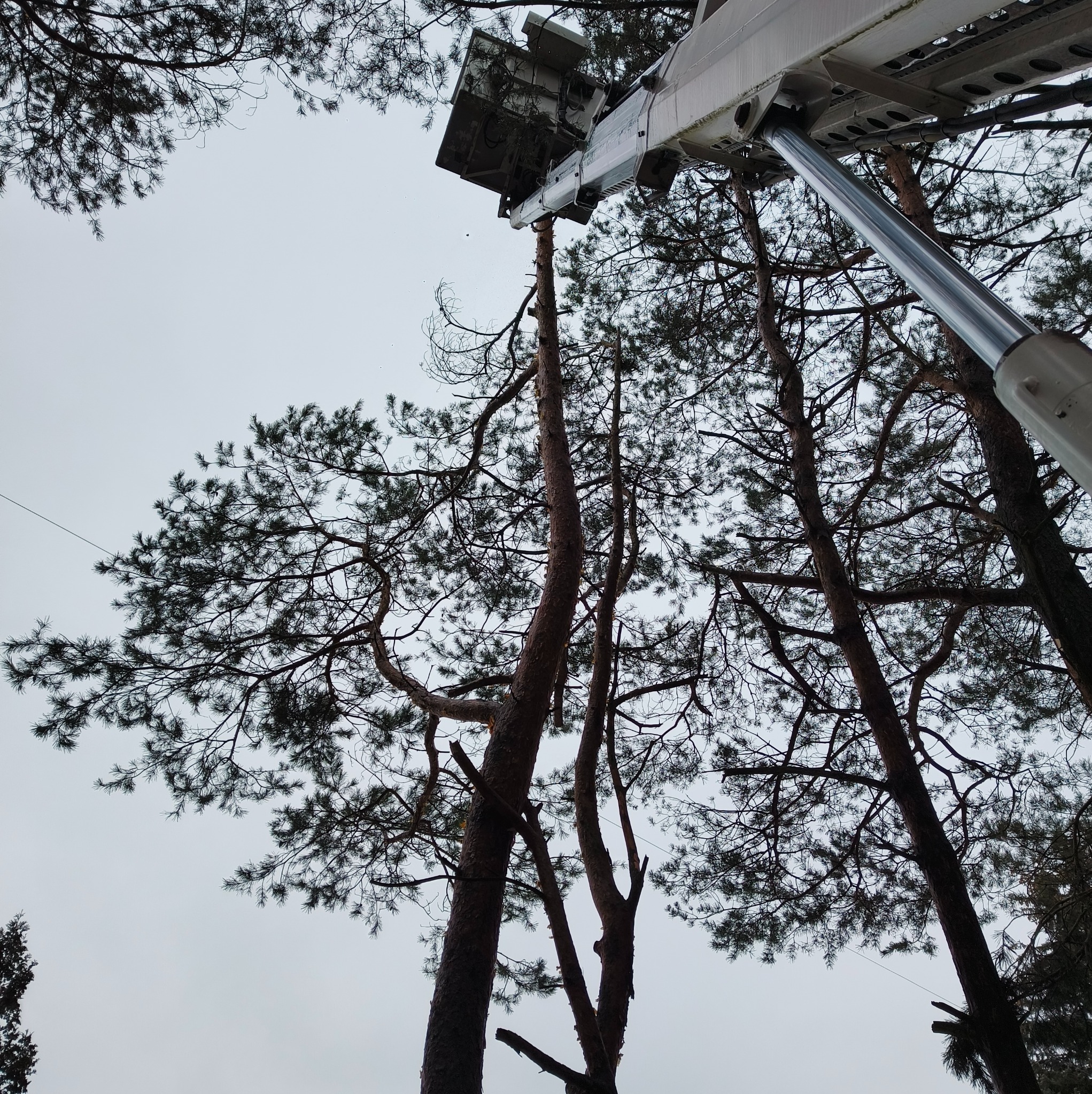 Widok z dołu na podnośnik koszowy przy drzewie iglastym, prawdopodobnie podczas prac pielęgnacyjnych lub wycinki, z widocznymi gałęziami na tle pochmurnego nieba.