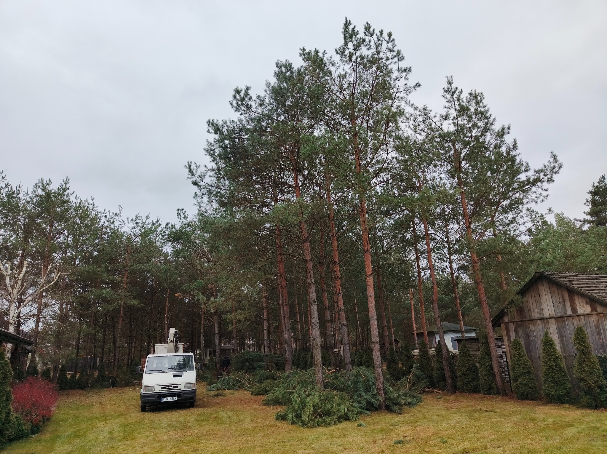 Biały samochód z podnośnikiem koszowym na tle wysokich sosen, z odciętymi gałęziami leżącymi na trawie, w tle widoczny drewniany budynek.
