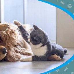 Weterynarz Gliwice 2