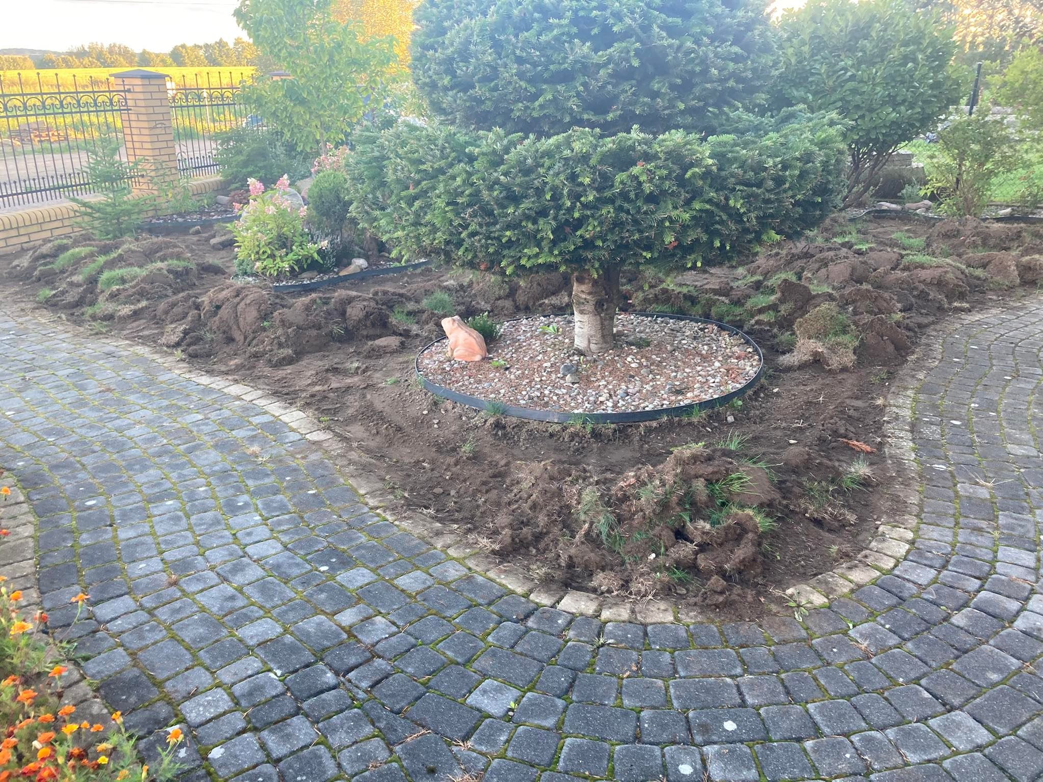Przygotowanie terenu pod nasadzenia w ogrodzie, widoczne rozkopane fragmenty darni, obrzeże wokół drzewa wysypane kamykami, oraz ceramiczna figurka żaby.