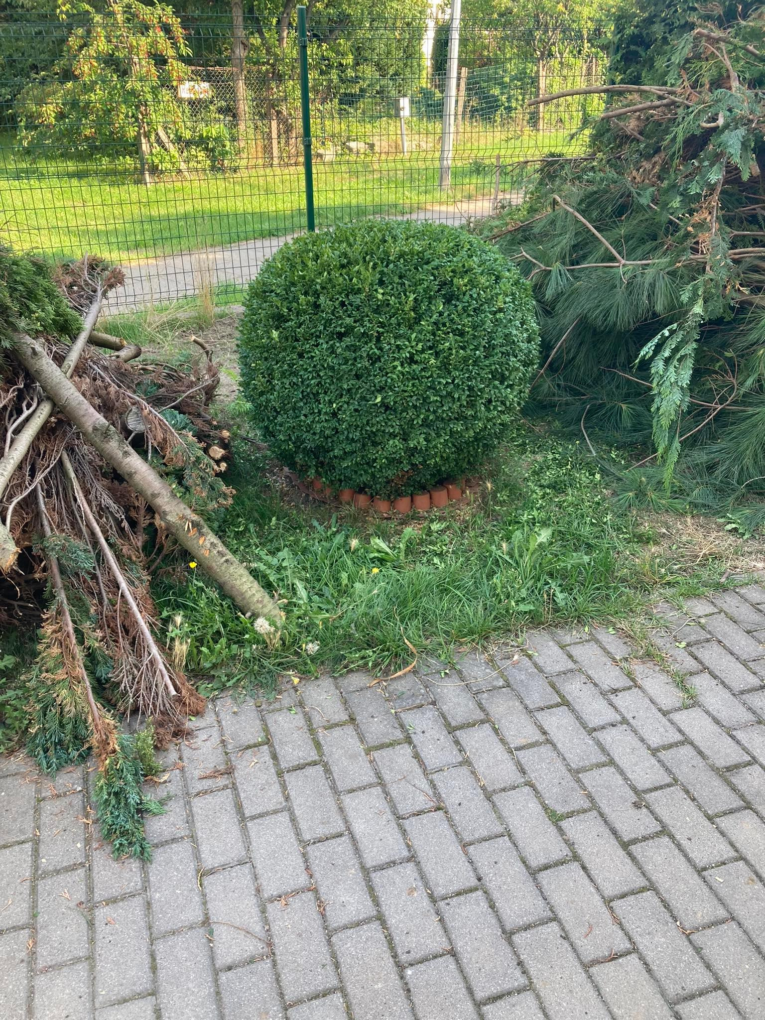 Kula z bukszpanu po formowaniu, otoczona ściętymi gałęziami i igliwiem na trawniku przy chodniku z kostki brukowej.
